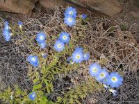 Nolana_elegans_GM_1180.4.jpg