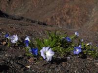Nolana_elegans_GM_1440.2.jpg