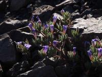Nolana_linearifolia_GM_1440.3.jpg