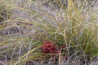 Nolina_caespitiflora_GM_968.3.jpg