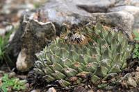 Obregonia_denegrii_GM_1355.2.jpg