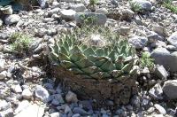 Obregonia_denegrii_GM_141.jpg
