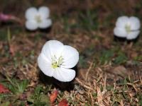 Oenothera_tetraptera.GM_1610.9.jpg
