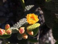 Opuntia_microdasys_GM_1529.5.jpg