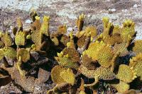 Opuntia_microdasys_GM_513.2.jpg