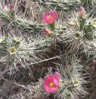 Opuntia_rosea_GM_960.1.jpg