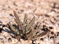 Opuntia_schafei_GM_1618.jpg