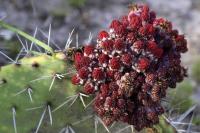 Opuntia_sp._GM_1371.9.jpg