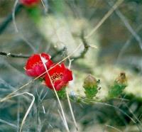 Opuntia_sp._GM_522.1.jpg