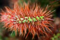 Opuntia_stenopetala_GM_1345.11.jpg