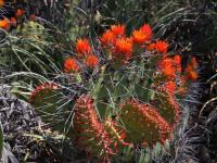 Opuntia_stenopetala_GM_1529.2.jpg