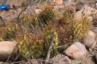 Opuntia_sulphurea_GM_1376.1.jpg