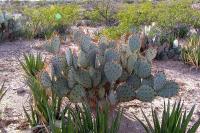 Opuntia_violacea_GM_1082.1.jpg
