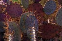 Opuntia_violacea_GM_1320.5.jpg