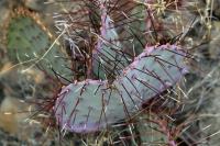 Opuntia_violacea_GM_1330.4.jpg