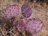 Opuntia_violacea_GM_1640.7.jpg