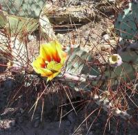 Opuntia_violacea_GM_991.1.jpg