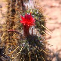 Oreocereus_leucotrichus_GM_1547.4.jpg