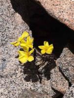Oxalis_bulbocastaneum_GM_1441.jpg