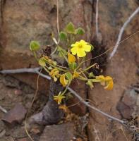 Oxalis_carnosa_var._incana._GM_1116.jpg