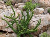 Oxalis_gigantea_GM_1454.3.jpg