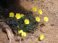 Oxalis_megalorrhiza_GM_1168.4.jpg