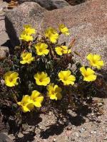 Oxalis_sp._GM_1442.jpg