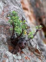 Oxalis_sp._GM_1468.1.jpg