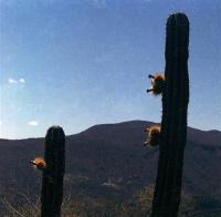Pachycereus_pecten-aboriginum_GM_536.jpg