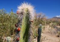 Pachycereus_schottii_GM_1289.jpg