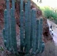 Pachycereus_weberi_GM_528.1.jpg