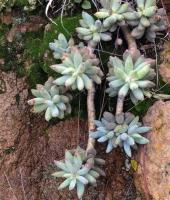 Pachyphytum_hookeri_GM_1365.2.jpg