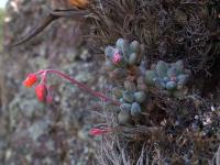 Pachyphytum_hookeri_GM_1484.4.jpg