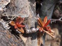 Pachyphytum_viride_GM_1610.21.jpg