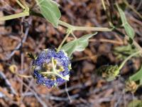Passiflora_arida_GM_1265.4.jpg