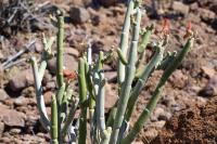 Pedillanthus_macrocarpus_GM_1292.3.jpg
