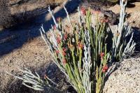 Pedillanthus_macrocarpus_GM_1308.1.jpg