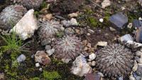 Pelecyphora_aselliformis_GM_1361.2.jpg