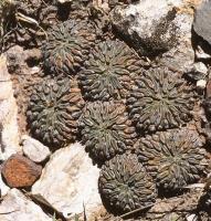 Pelecyphora_aselliformis_GM_741.jpg