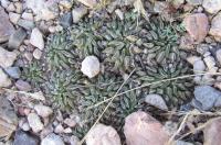Pelecyphora_aselliformis_GM_953.2.jpg