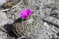 Pelecyphora_strobiliformis_GM_1012.1.jpg