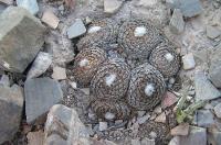 Pelecyphora_strobiliformis_GM_1015.2.jpg