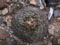 Pelecyphora_strobiliformis_GM_1521.jpg