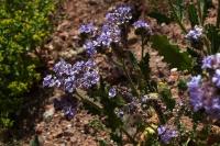 Phacelia_brachyantha_GM_1376.6.jpg
