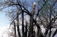Pilosocereus_palmeri_GM_555.jpg