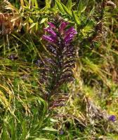 Pleurophora_pungens_GM_1383.6.jpg