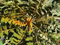 Pseudosmodingium_virletii_GM_1256.8.jpg