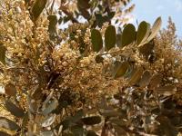 Pseudosmodingium_virletii_GM_1610.5.jpg