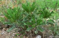 Pseudosmodingium_virletii_GM_582.1.jpg