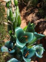 Puya_berteroniana_GM_1481.4.jpg